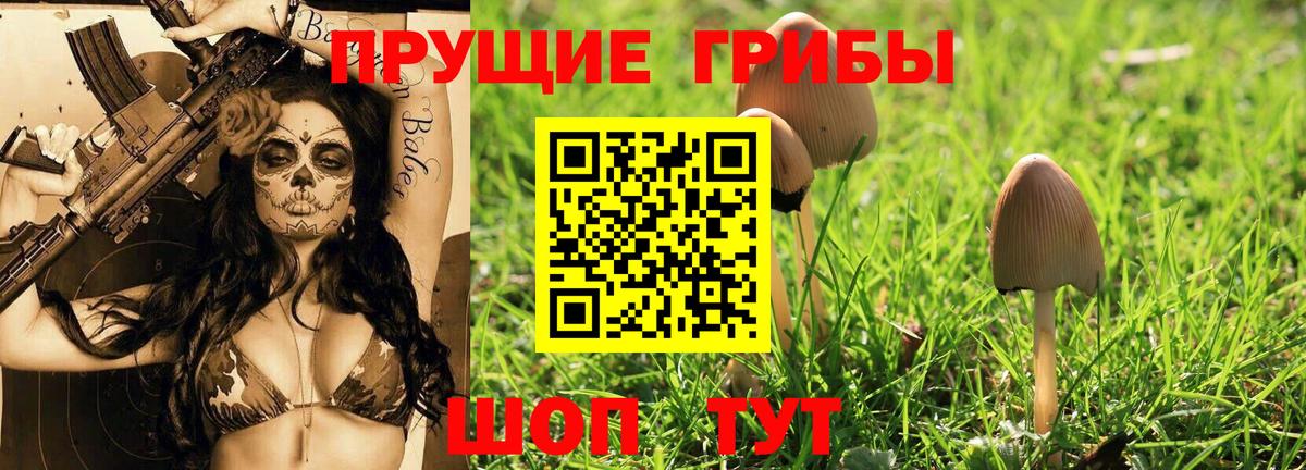 Псилоцибиновые грибы Psilocybine cubensis Находка